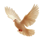 dove of peace.webp