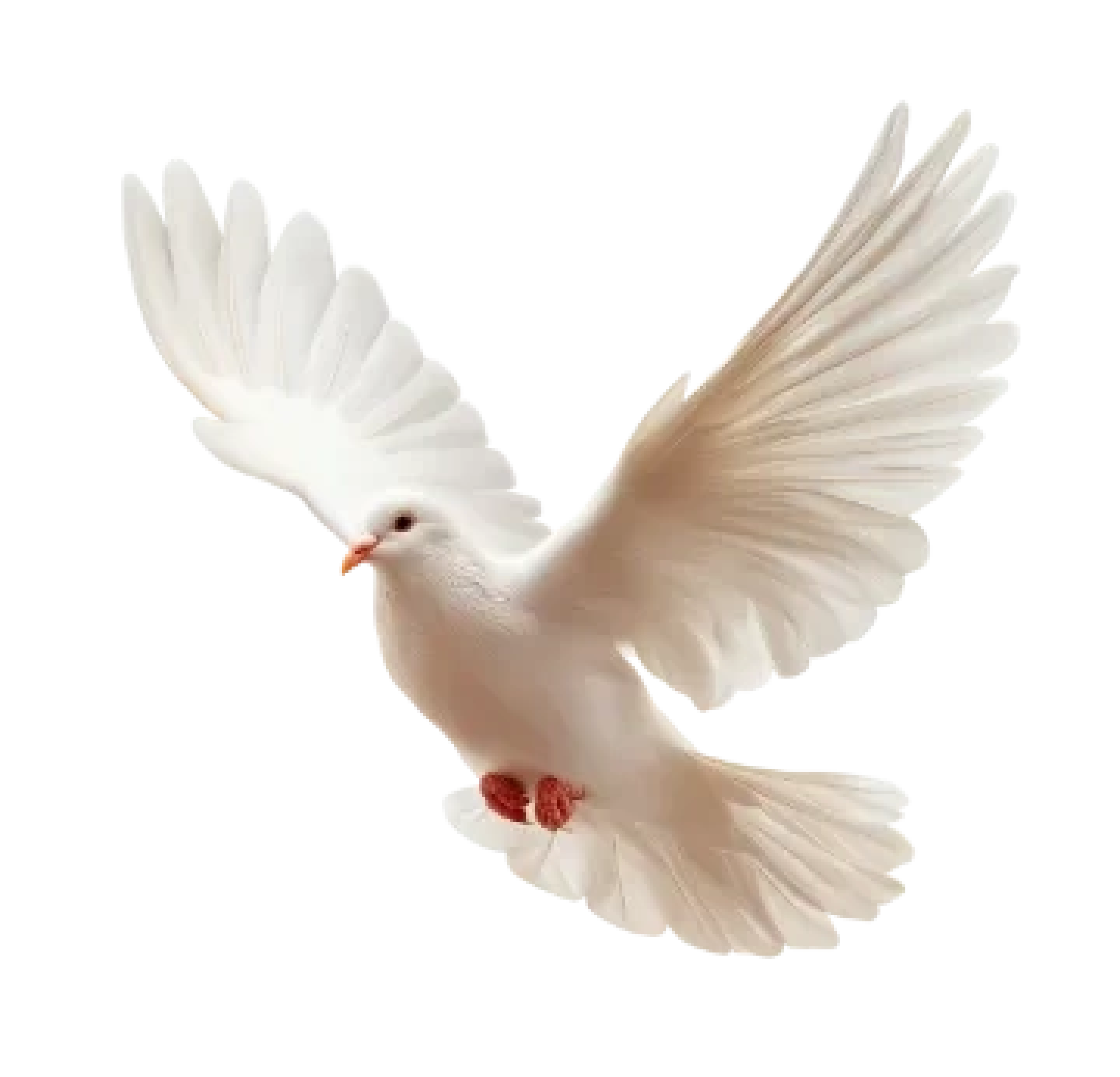 dove-of-peace2.webp