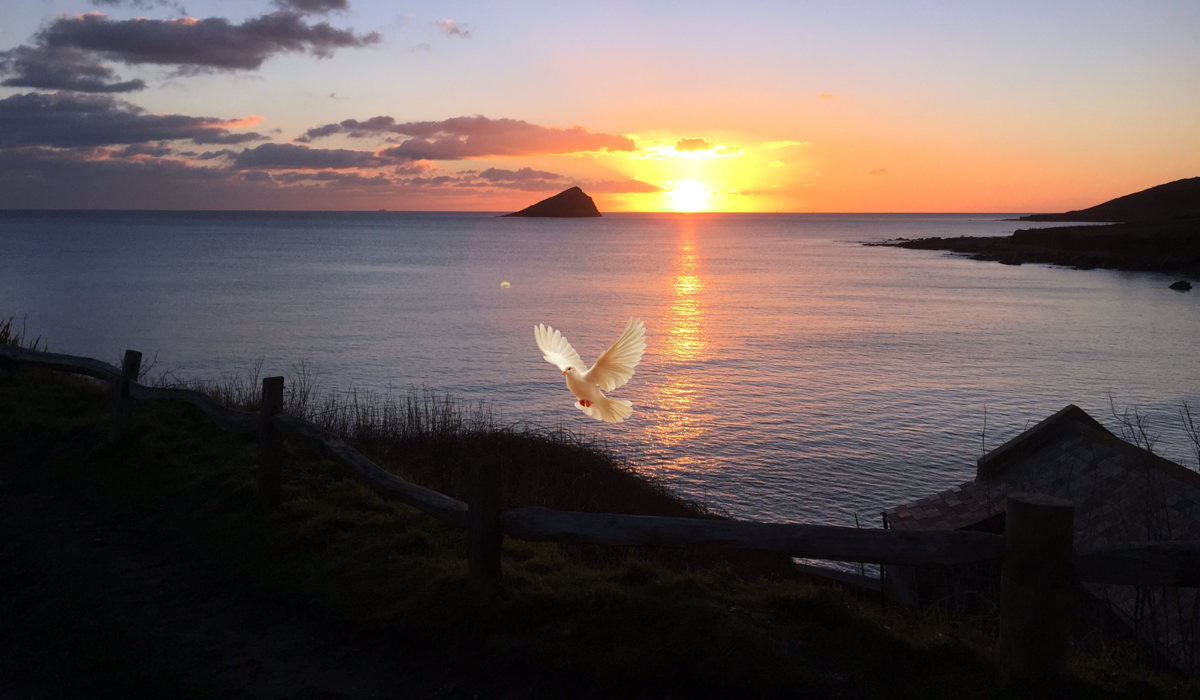 Wembury screen with new dove sm.jpg